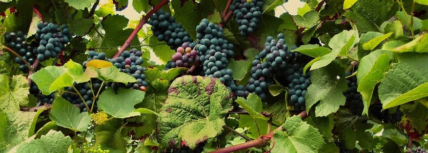 Cooperativa Vinícola Garibaldi busca fortalecer negócios na Wine South America