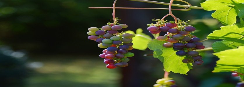 Aprenda a escolher o vinho de acordo com a uva