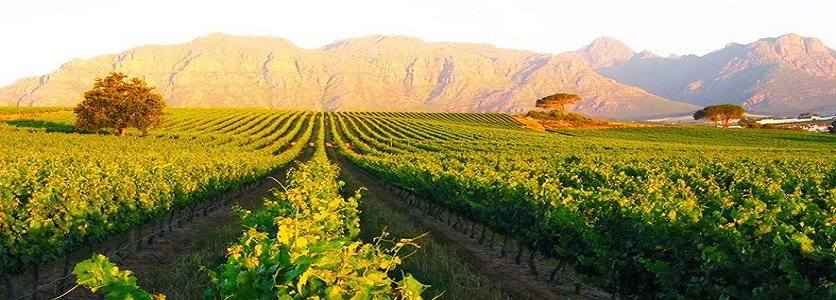 Os melhores vinhos da África do Sul!